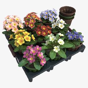 Common Primroses in Pots and Crate